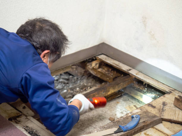 Best Mold Removal and Inspection  in Prices Fork, VA