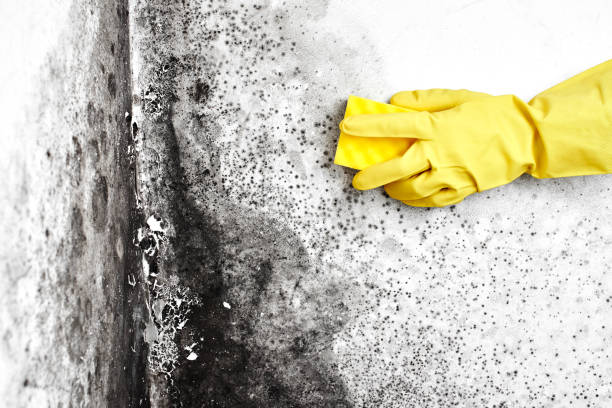 Best Attic Mold Removal  in Prices Fork, VA