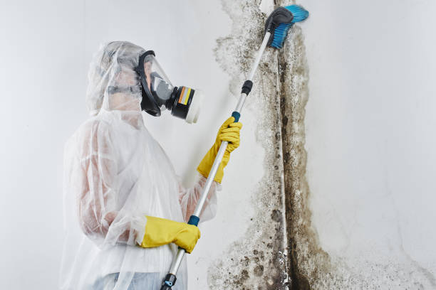 Trusted Prices Fork, VA Mold Removal Experts
