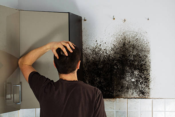 Mold Removal and Inspection in Prices Fork, VA