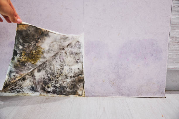 Best Mold Damage Repair  in Prices Fork, VA